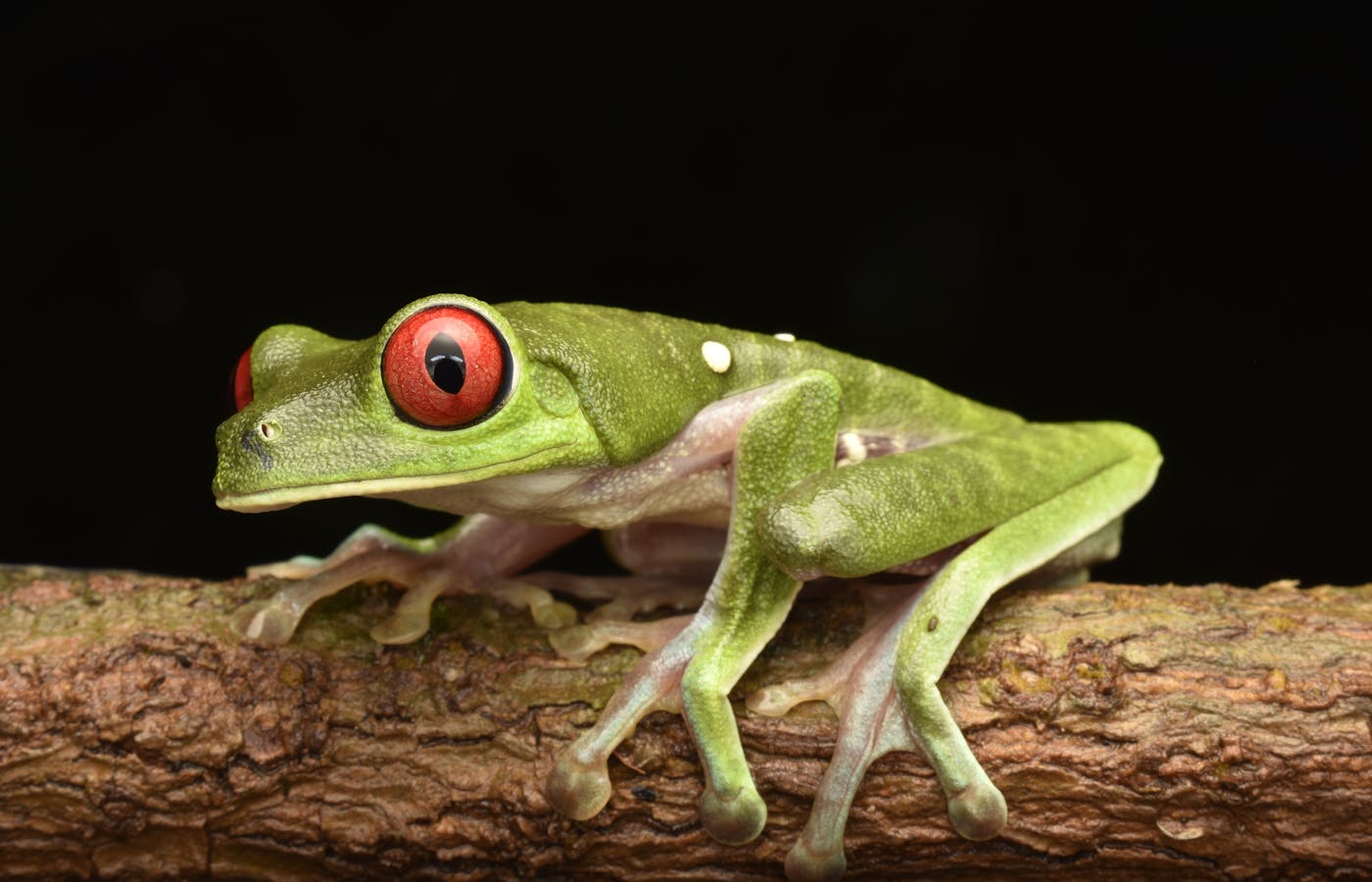Rainforest wildlife — biodiversity co-benefits beyond carbon